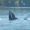 Baleia usa nadadeiras para empurrar peixes para a sua boca aberta, durante passeio de barco em Telegraph Cove, na Vancouver Island, na Columbia Britânica, costa oeste do Canadá